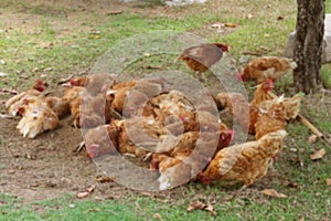 Chickens on a traditional poultry farm. Lacking focus, blur