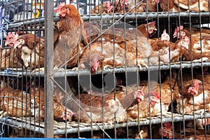 Chickens Transport in Cramped Cage photo