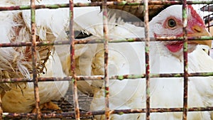 Chickens transport in cramped cage on a pickup