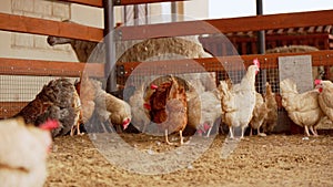 Chickens of various colors and sizes gathering and wandering around inside a fenced pen on a farm.