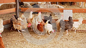 Chickens of various colors and sizes gathering and wandering around inside a fenced pen on a farm.