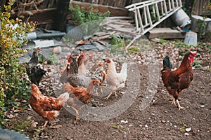 Chickens in village