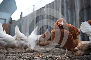 chickens walk in a pen in the village