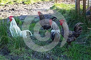 Chickens Wandering Around in a Farmyard