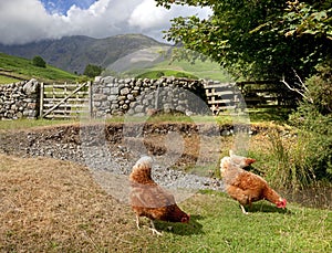 Chickens at Wasdale Head, Cumbria