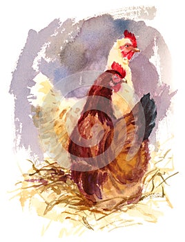 Chickens Watercolor Bird Illustration Hand Painted