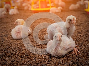 Chickens were grounded in a farming business