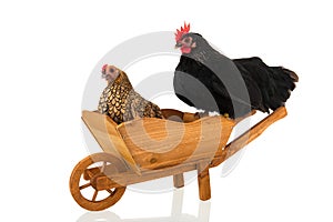 Chickens on wheel barrow