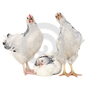 Chickens on white background