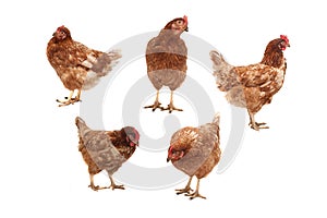 Chickens on a white background.