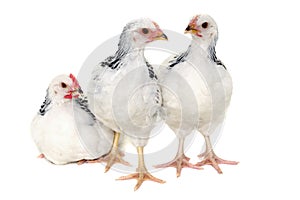 Chickens on white background