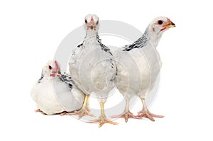 Chickens on white background