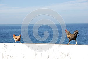 Chickens on white wall - Cabo Verde photo