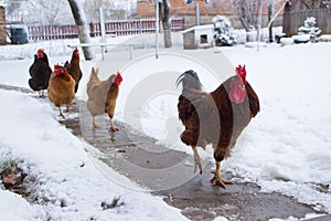 Chickens in winter