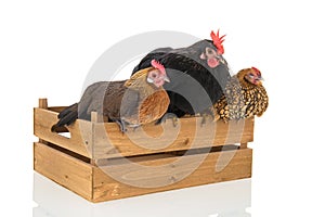 Chickens on wooden crate