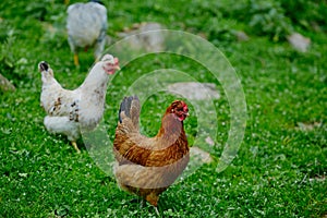 Chickens in the yard graze, hens feed on grass. poultry farm