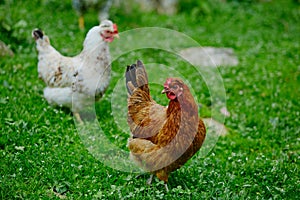 Chickens in the yard graze, hens feed on grass. poultry farm