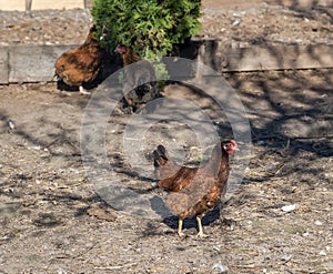 Chickens on the yard in Ukrainian village near Ternopil