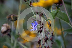 Chickory flower in the pollinator garden