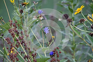 Chickory flowers in the pollinator garden