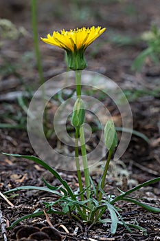 Chickory Tribe Member