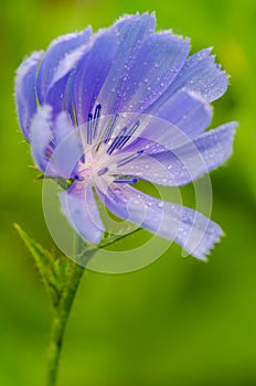 Chickory, wildflower, morning dew