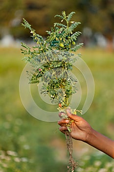 Chickpea or ChanaCicer arietinum plant