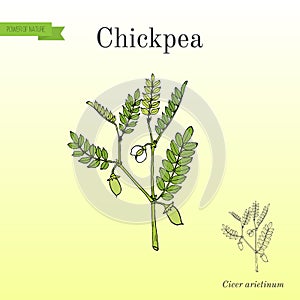 Chickpea Cicer arietinum , or bengal gram