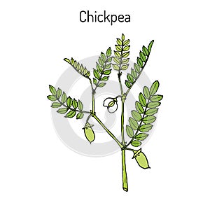 Chickpea Cicer arietinum , or bengal gram, garbanzo bean, egyptian pea