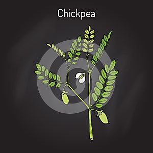Chickpea Cicer arietinum , or bengal gram, garbanzo bean, egyptian pea
