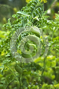 Chickpea Cicer arietinum - leguminous legume plant grows in the garden. Green pods, useful plant. Background