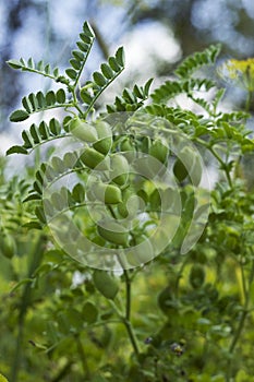 Chickpea Cicer arietinum - leguminous legume plant grows in the garden. Green pods, useful plant. Background