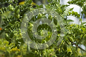 Chickpea Cicer arietinum - leguminous legume plant grows in the garden. Green pods, useful plant. Background