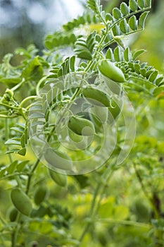 Chickpea Cicer arietinum - leguminous legume plant grows in the garden. Green pods, useful plant. Background