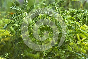 Chickpea Cicer arietinum - leguminous legume plant grows in the garden. Green pods, useful plant. Background