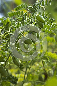 Chickpea Cicer arietinum - leguminous legume plant grows in the garden. Green pods, useful plant. Background photo