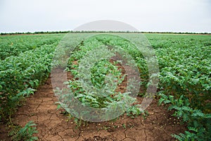 Chickpea crop field