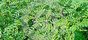 chickpea gram chana cicer arietinum plant