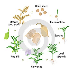 Chickpea plant growth stages infographic elements in flat design. Planting process of gram from seeds, sprout to ripe