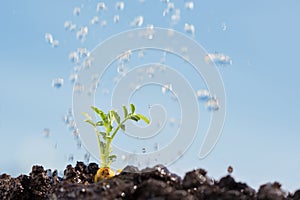 Chickpea sprout being irrigated