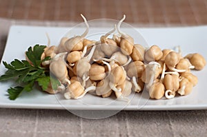 Chickpea sprouts