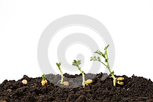 Chickpeas germination in soil isolated on white background