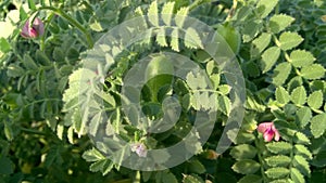 Chickpeas Plant in the Farm Close up