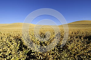 Chickpeas ready for harvest in the Palouse of Idaho