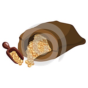 Chickpeas . Vector illustration on a white background