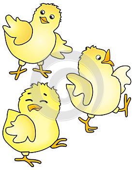 Chicks