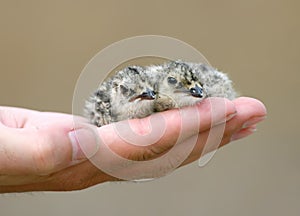 Chicks of acollared pratincole Glareola pratincola on the palm of the ornithologist