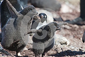 Chicks of Adelie penguins