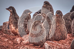 Chicks of adelie penguins on the rocks