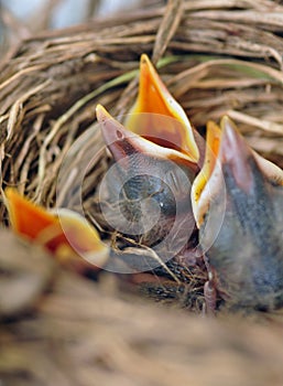 Chicks in birds nest